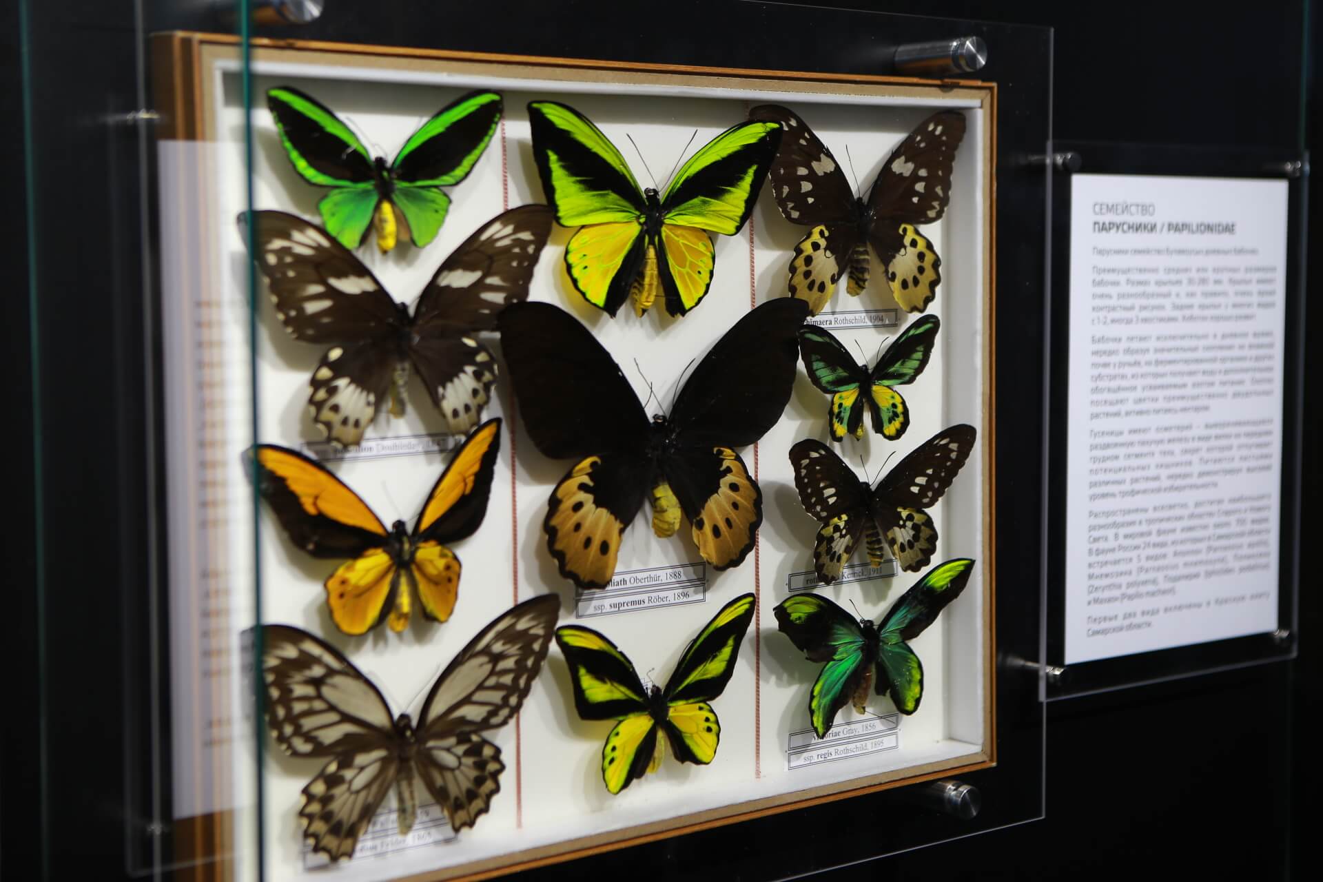 Самарский университет музей бабочек. Дом бабочек. Бабочки Самара. Умный дом бабочек Самара.