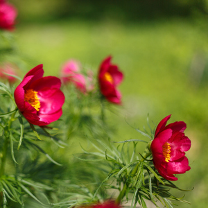 В Ботаническом саду расцвел прообраз аленького цветочка из сказки Сергея Аксакова
