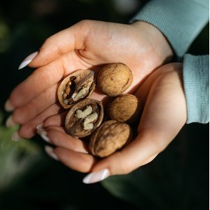 Biologists of the Samara University filed a patent for walnuts