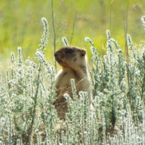 Biologists predict the migration of marmots from the Ulyanovsk region to Samara