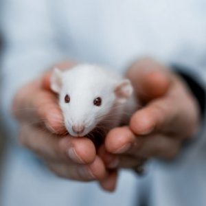 Самарские биологи провели на крысах исследование по лечению медикаментозной депрессии