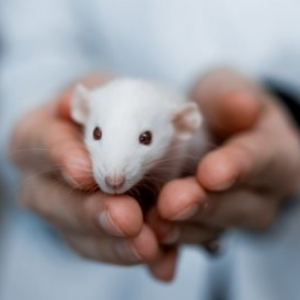 Samara Biologists Used Rats for Researching Treatment of Drug-induced Depression