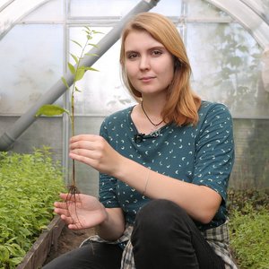 Ультразвук и туман помогут самарским ученым распространить сорта черешни, адаптированные к климату Среднего Поволжья